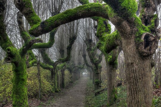 Alley of gnarled and mossy trees, Warthausen, Baden-Wuerttemberg, Germany, Europe