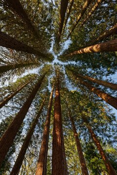 Group of Giant sequoiasn (Sequoiadendron giganteum) at sunrise, Sequoiafarm Kaldenkirchen, Kreis Viersen, NRW, Germany, Europe