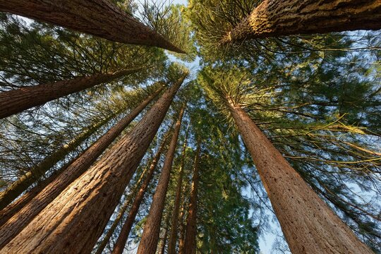 Group of Giant sequoiasn (Sequoiadendron giganteum) at sunrise, Sequoiafarm Kaldenkirchen, Kreis Viersen, NRW, Germany, Europe