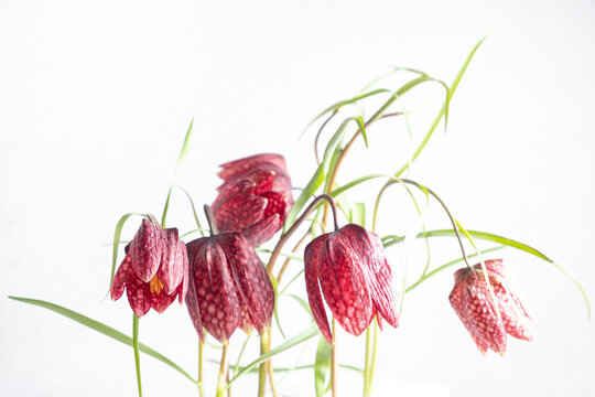 Bouquet hazel grouse fritillaria meleagris flowers on a white background. Blur and selective focus. Extreme Flower Close-up