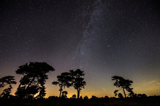 Starry sky with milky way over (Pinus) the Venner Moor, Voerden, Lower Saxony, Germany, Europe