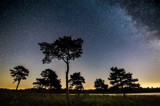 Starry sky with milky way over (Pinus) the Venner Moor, Voerden, Lower Saxony, Germany, Europe