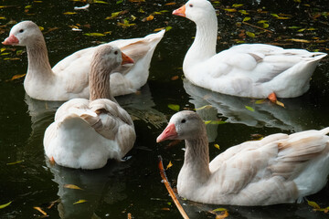 American pallid goose (American Buff goose), Argentina