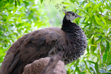 Peacock is a genus of large birds in the pheasant family. The most beautiful bird among the pheasants. Argentina