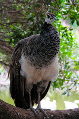 Peacock is a genus of large birds in the pheasant family. The most beautiful bird among the pheasants. Argentina