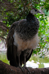 Peacock is a genus of large birds in the pheasant family. The most beautiful bird among the pheasants. Argentina