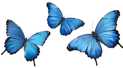 A set of three very beautiful blue butterflies with color transitions isolated on a transparent background. 