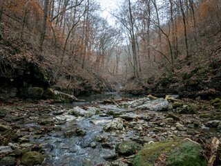 stream in the woods