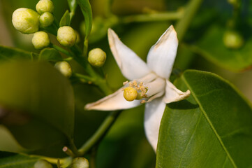 Lemon flower and leaves in a village in the Turkish Republic of Northern Cyprus