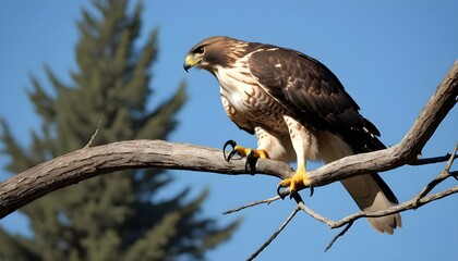 A Hawk With Its Sharp Talons Gripping A Branch Tig