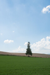春の畑の中に立つマツの木
