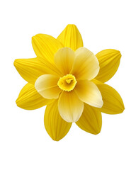 Daffodil flower Transparent Background PNG