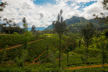 Fototapeta na wymiar The breathtaking views of Sri Lankan nature