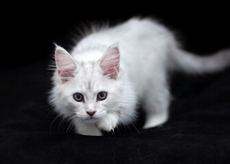Portrait of going shaded silver tabby Maine Coon kitten on the black backround