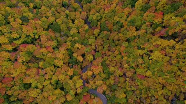 Drone Over Curvy Road Fall Foliage New England