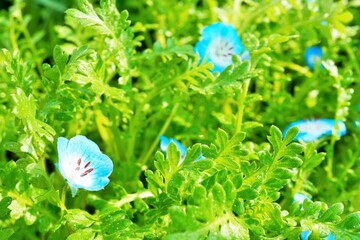 屋外で生い茂った緑の葉の中から美しく咲くブルーのネモフィラの花