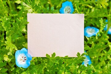 庭で咲く可憐なブルーのネモフィラの花を飾ったナチュラルなタイトル枠のモックアップ