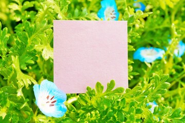 庭で咲く綺麗なブルーのネモフィラの花を添えたピンクのシンプルなコメントフレームのモックアップ