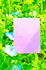 庭で咲く綺麗な青のネモフィラの花を添えた紫の華やかなメッセージスペースのモックアップ