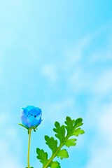 青空の下に咲く一輪の青いのネモフィラの可愛い花の蕾の葉、縦