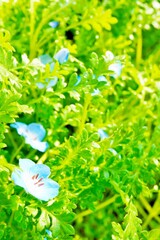 庭の緑の葉がみずみずしい青いネモフィラの花畑、縦