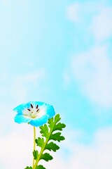 雲の浮かぶ青空を背景に花ひらく青色の綺麗な一輪のネモフィラの花と葉、春イメージ