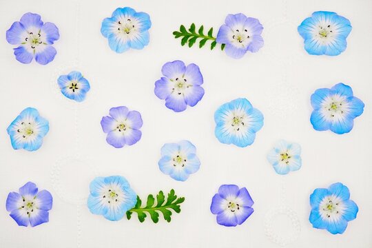レースの白バックに青い綺麗なネモフィラの花を並べた春イメージの可愛いパターン背景素材