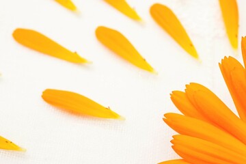 白背景にオレンジのカレンデュラの花を並べた瑞々しい元気なイメージの背景