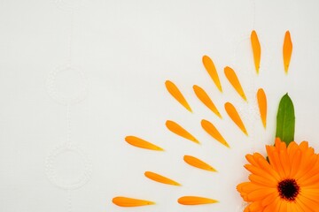 白背景にオレンジのカレンデュラの花を並べたはじける元気なイメージの背景