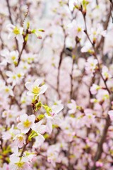 満開の小さな啓扇桜の枝の花のアップ、縦