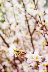 薄ピンクの小さな早咲きの桜、満開の啓翁桜の花のアップ、縦