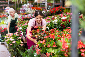 Glad middle-aged woman marketer looking at big begonias in garden pots in point of sale of plants outdoors - 769230287