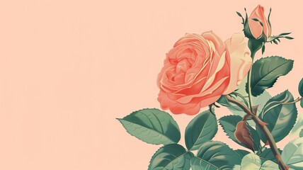 Vintage-style illustration of a peach-colored rose with leaves against pink background.