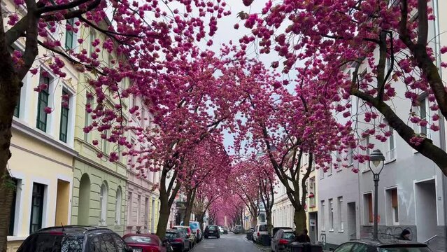Japanese pink cherry blossoms on the streets of Bonn, Germany April 20, 2023. High quality 4k footage