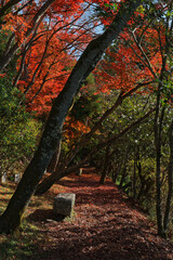 Naklejka premium 哲学の道 - Philosopher's Path in Kyoto, Japan