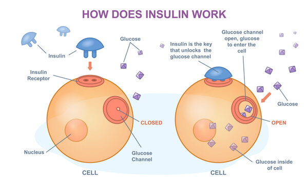How does insulin work vector illustration