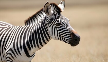 Fototapeta na wymiar A Zebra With A Playful Gleam In Its Eye