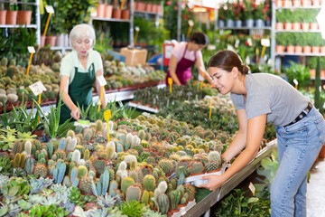 Cute woman choosing potted plants - different small prickly cactus for her home apartment in greenhouse or flower store - 769233453