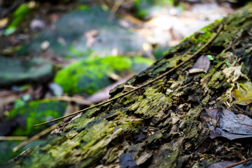 Close up photo of decayed old rotten wood log. Decomposed tree trunk with moss and dead leaves...