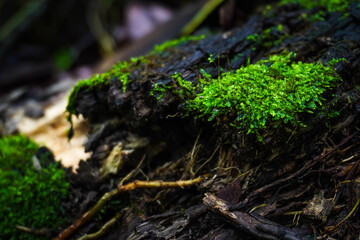 Close up photo of Decomposed tree trunk with moss and dead leaves humus on the ground in the forest. Decayed old rotten wood log. Concept for international forest day, go green, earth day, ecology.