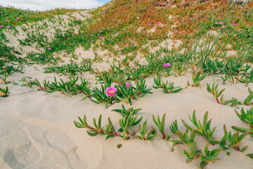 Sea fig or ice plant flowers blooming on the beach. Sand dunes and native plants, California Coastline
