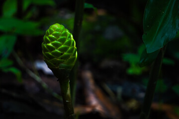 Wet wild zingiber zerumbet flower buds in the forest. Pinecone bitter shampoo ginger or lempuyang....