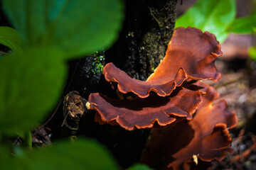 Group of wood ear mushrooms that live on rotten wood in the forest. Brown colored wild mushroom...