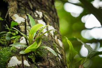 Small Epiphyte orchid plants growing stuck to the tree bark. Moss and plants stick to the trunk.