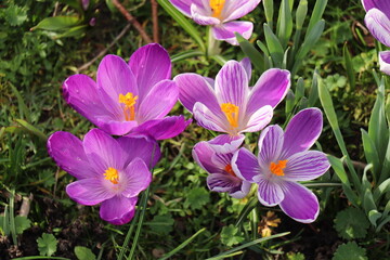 A group of various crocuses - 769236292