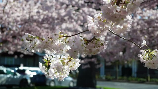Serene Cherry Blossoms in Bloom Overlooking City Street