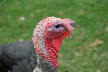 turkey on the lawn, turkey head, sunny day, no people, Argentina