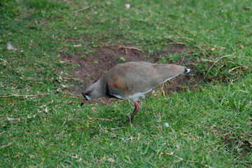 The Cayenne pipit (Latin: Vanellus chilensis) is a species of bird in the plover family distributed in South America