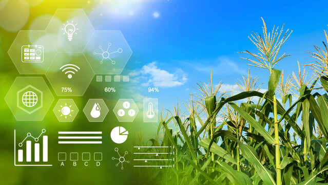 Maize seedling in cultivated agricultural field with infographics, Smart farming and precision agriculture with visual icon, digital technology agriculture and smart farming concept.