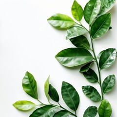 green leaves background